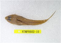 藏品(絲鰭斜棘(魚銜))的圖片